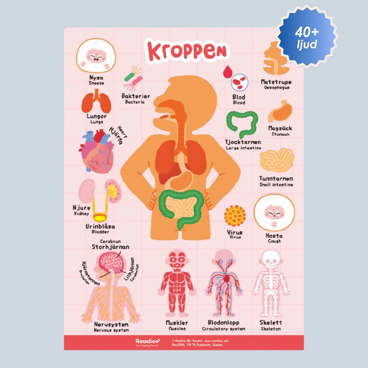 Poster: Kroppen (Svenska och engelska)