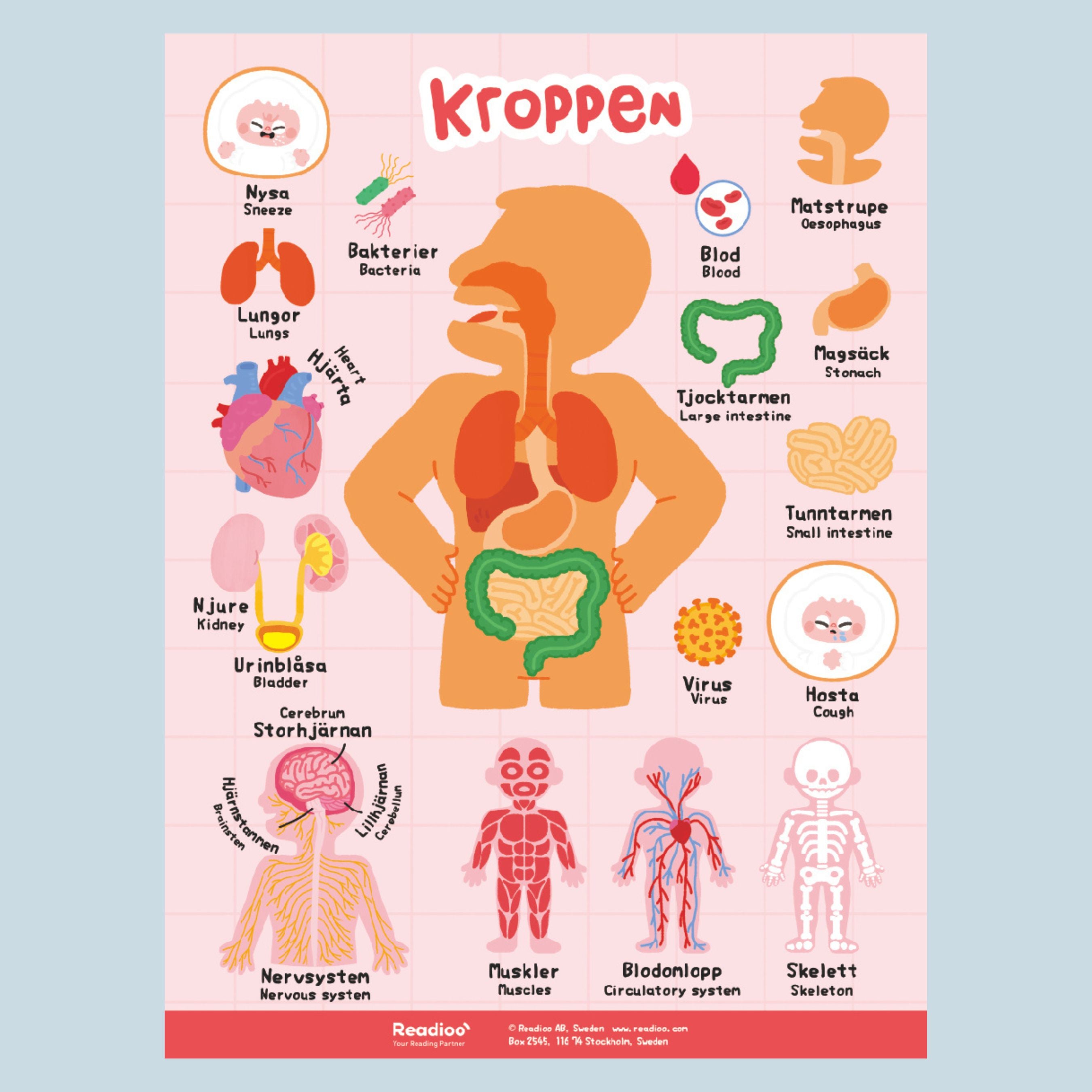 Poster Kroppen Interaktiv Poster Med Readioos L spenna poster-kroppen-interaktiv-poster-med-readioos-l-spenna
